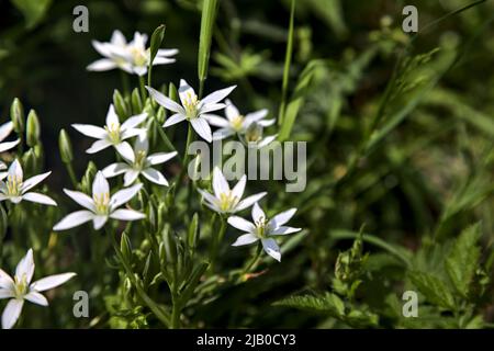 Sauvage ornithogalum par le bord d'une route vue à proximité Banque D'Images