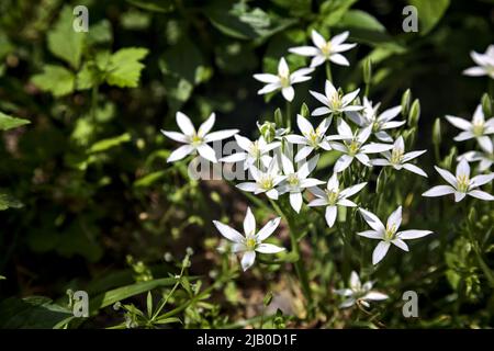 Sauvage ornithogalum par le bord d'une route vue à proximité Banque D'Images