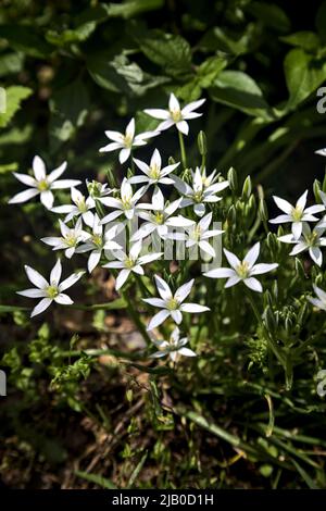 Sauvage ornithogalum par le bord d'une route vue à proximité Banque D'Images