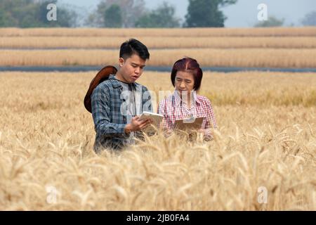 L'agronome et l'agriculteur vérifient les données dans un champ de blé avec un comprimé et une culture d'examen. Banque D'Images