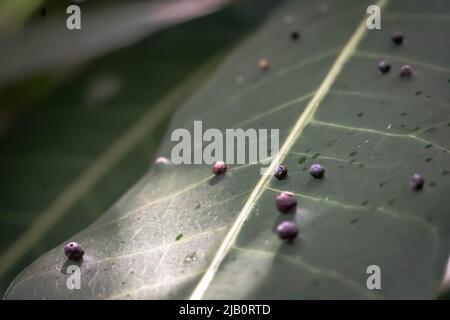 La précision de la forme de la balle des larves DE BANNIÈRE abstraite des œufs d'insectes repose sur la beauté le long du bord de la surface de la feuille de plante verte.Incroyable macro faune nature monde Haut Banque D'Images