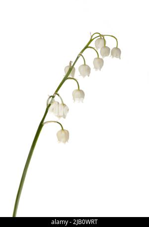 Lily de la vallée (Convallaria majalis) isolée sur fond blanc. Banque D'Images