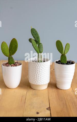 Opuntia microdasys bunny oreilles cactus dans des pots en céramique blanche Banque D'Images