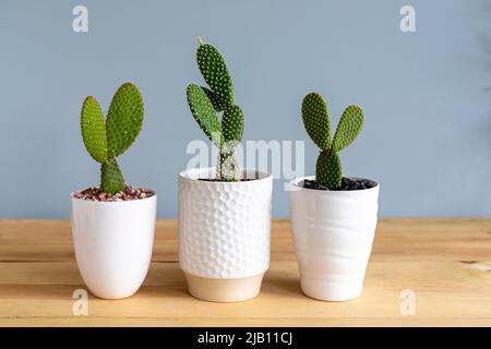 Lapin oreilles cactus jaune, blanc et rouge plantes dans des pots décoratifs Banque D'Images