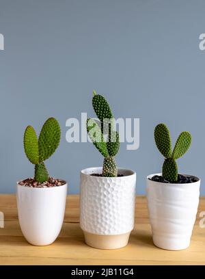 Trois différentes couleurs de lapin oreilles cactus en pots Banque D'Images