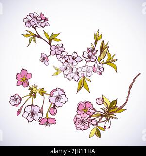 Sakura en fleurs isolées éléments décoratifs vector illustration Illustration de Vecteur