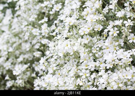 Cerastium, souris-oreille de l'herbe à chiche blanc fleurs closeup foyer sélectif Banque D'Images