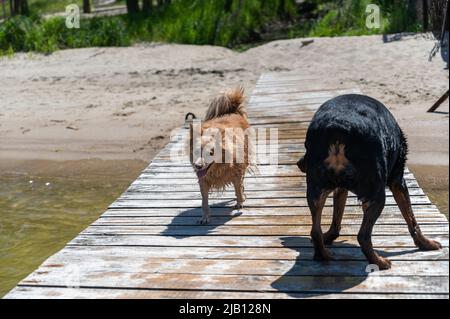 Deux chiens debout sur un quai en bois humide. Une petite race mixte rouge femelle et une femelle Rottweiler. Les animaux nagent dans la rivière. Prise de vue de W Banque D'Images