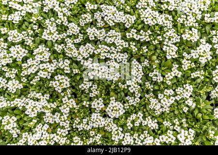 Blanc doux alyssum fleurs fond. Lobularia maritima en pleine serre, prêt à la vente, vue du dessus Banque D'Images