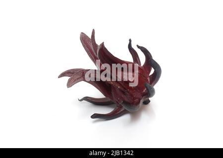 quelques hibiscus de roselle rouge foncé sur fond blanc Banque D'Images