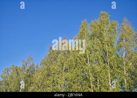 feuilles vertes des oiseaux contre ciel bleu Banque D'Images