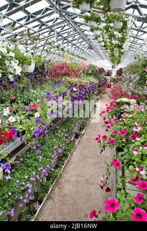 Les émissions avec de belles fleurs et plantes à vendre Banque D'Images