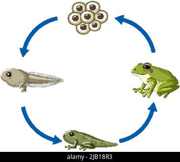 Schéma du cycle de vie de la grenouille illustration Illustration de Vecteur