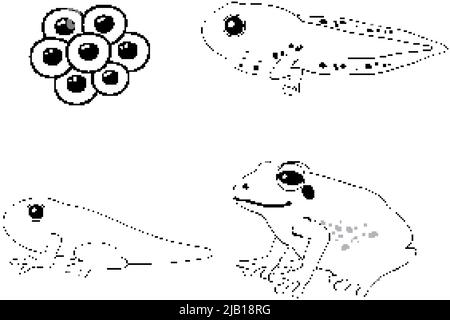 Illustration du schéma du cycle de vie de la grenouille Illustration de Vecteur