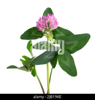 Fleur de trèfle sur une tige avec des feuilles vertes, isolée sur fond blanc Banque D'Images