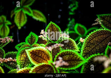 Plante à feuilles vertes en croissance en Amérique centrale. Les bourgeons roses et les feuilles vertes foncées sont présents sur un fond sombre. Banque D'Images