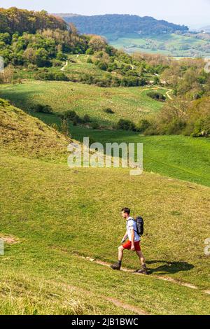 Un randonneur marchant sur le sentier national de Cotswold Way, sentier longue distance sur la pente de la scarpe à Barrow Wake, Gloucestershire, Angleterre Banque D'Images