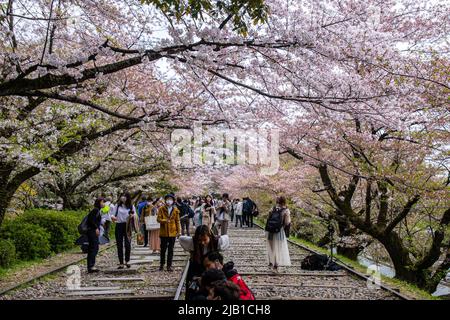 Keage Incline avec des arbres Sakura (Somei Yoshino). Il s'agit d'une pente de 582 mètres de long avec des voies de chemin de fer que l'on appelle le point d'observation populaire des cerisiers en fleurs Banque D'Images