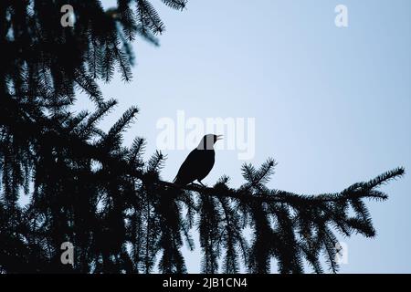 Oiseau noir commun - homme (Turdus merula) Banque D'Images