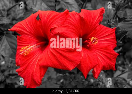 Les fleurs d'hibiscus rouge se rapprochient dans une ambiance aux tons gris naturels Banque D'Images