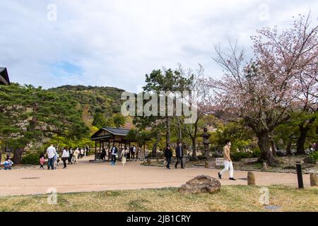 Maruyama Park (Maruyama Koen), parc d'observation populaire des cerisiers en fleurs à Kyoto, par beau temps. L'endroit est généralement bondé en avril (saison Hanami) Banque D'Images