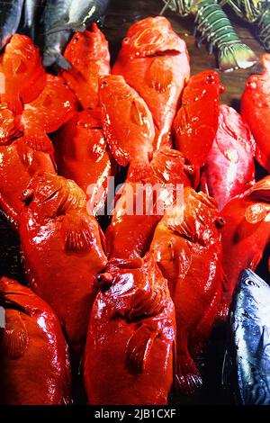 Un groupe de poissons marchands de masse est appelé 'poisson de corail' en Asie du Sud ou 'poisson impérial' pour la couleur pourpre. Basse rouge (Sebastes) et museau (Simi Banque D'Images
