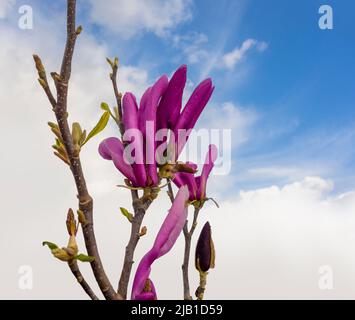 Le magnolia violet fleurit sur une branche devant un ciel partiellement nuageux, Banque D'Images