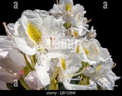 Fleurs de Rhododendron blanches, illuminées et ensoleillées dans le dos noir Banque D'Images