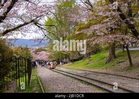 Keage Incline avec des arbres Sakura (Somei Yoshino). Il s'agit d'une pente de 582 mètres de long avec des voies de chemin de fer que l'on appelle le point d'observation populaire des cerisiers en fleurs Banque D'Images