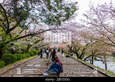 Keage Incline avec des arbres Sakura (Somei Yoshino). Il s'agit d'une pente de 582 mètres de long avec des voies de chemin de fer que l'on appelle le point d'observation populaire des cerisiers en fleurs Banque D'Images