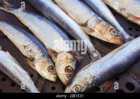 Les trous de sardines cuisent à l'extérieur sur un grill - John Gollop Banque D'Images