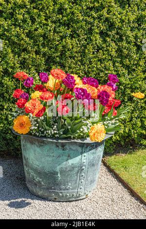 Une vieille baignoire en métal pleine de fleurs colorées (tulipes de Tulipa gesneriana L. Gesner ?) Au château de Sizergh, dans le quartier des lacs anglais, près de Kendal, Cumbri Banque D'Images