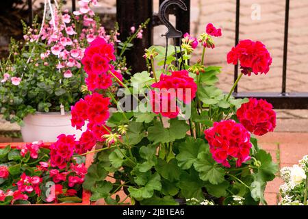 Pot de fleurs avec des fleurs de géranium rouge au marché aux fleurs. Banque D'Images