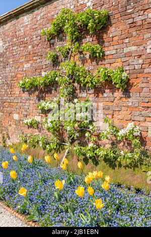 Tulipes jaunes, bleu oublier mes nots et fleur de poire blanche dans les jardins du château de Sizergh dans le district des lacs anglais près de Kendal, Cumbria, Angleterre Banque D'Images