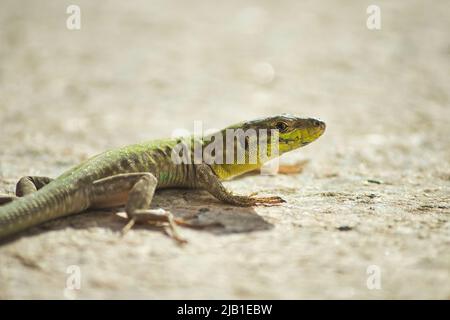 Gros plan d'un lézard vert sur un sol rocheux sablonneux dans un pays au climat chaud Banque D'Images