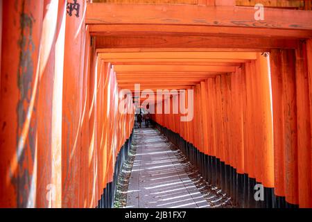 Le Senbon Torii (des milliers de portes vermilion torii) de Fushimi Inari-taisha. Les sentiers mènent dans la forêt de la mt sacrée. Inari. Banque D'Images