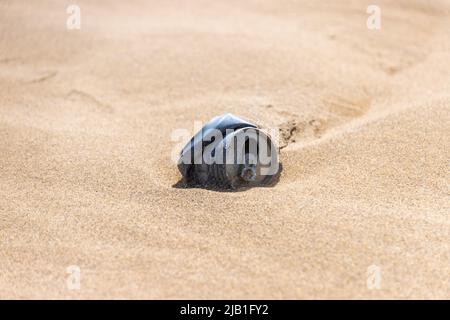 La vieille bière abandonnée peut dans la dune de sable dans le temps de tempête. Banque D'Images