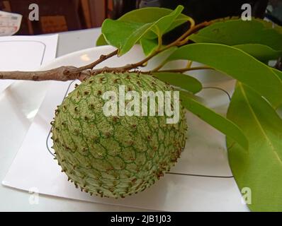 Laxman Phal, fruit vert mûr entier, fruit rare de soursope Banque D'Images