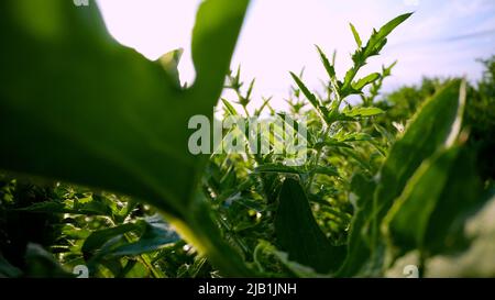 Plante épineuse en gros plan sauvage. Gros plan du chardon violet sur fond vert. Banque D'Images