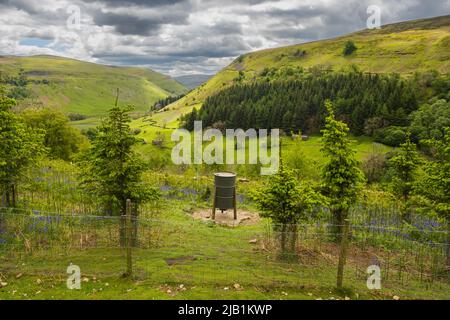 27.05.2022 Muker, Swaledale, North Yorkshire, Royaume-Uni. Travaux de conservation et plantation d'arbres au-dessus de muker dans les Yorkshire Dales Banque D'Images