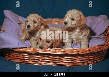 Chiots Poochon de cinq semaines (mélange Poodle & Bichon) posant dans un panier Banque D'Images