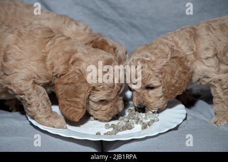 Poochon (mélange Poodle & Bichon), âgé de cinq semaines, chiots mangeant dans une assiette Banque D'Images