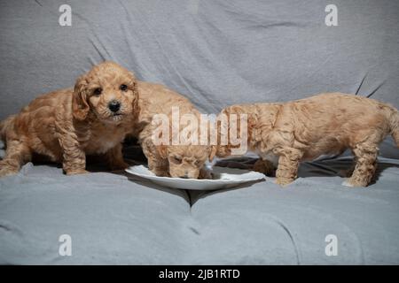 Poochon (mélange Poodle & Bichon), âgé de cinq semaines, chiots mangeant dans une assiette Banque D'Images