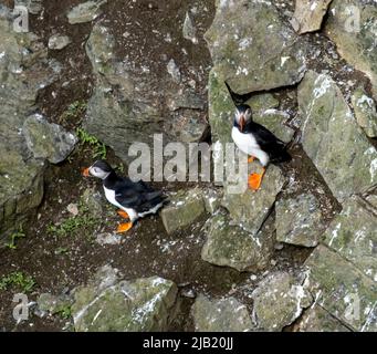 Colonie d'oiseaux de mer sur les falaises de RSPB Marwick Head, Orcades, Écosse. Banque D'Images