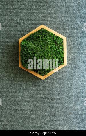 Mousse stabilisée dans une boîte hexagonale en bois. Intérieur écologique. Banque D'Images