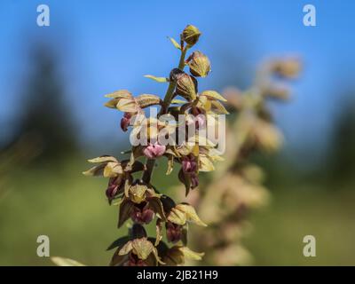 Orhid royal helleborine (nom latin : Epipactis atrorubens) au Mont Jadovnik, dans l'ouest de la Serbie Banque D'Images