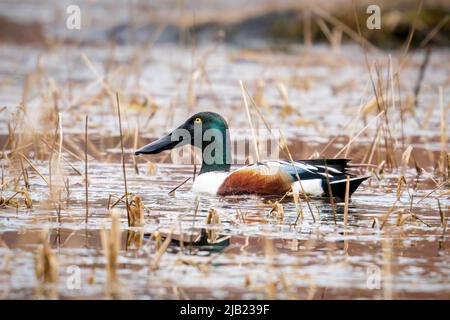 Nous sommes heureux d'être les gérants d'un merveilleux hôtel dans la campagne du comté de Door, Wisconsin. L'un des points saillants est une zone humide avec des canards. Banque D'Images