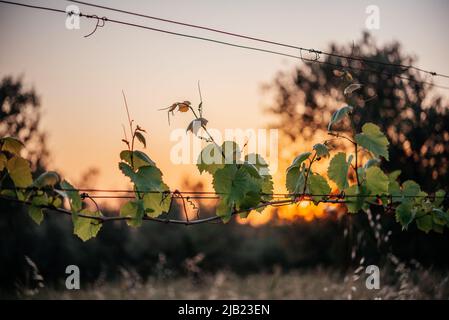 Jeunes feuilles de raisin vert tendre avec ciel de coucher de soleil sur le fond Banque D'Images