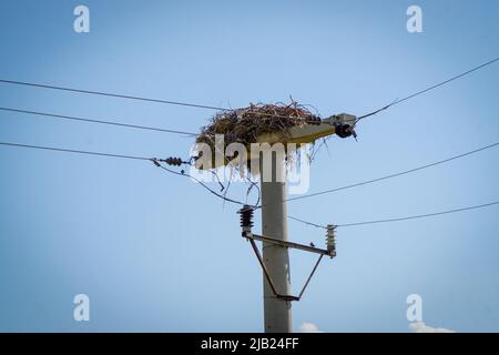 Stork Nest sur poste électrique sur le sud-est de la Turquie Banque D'Images