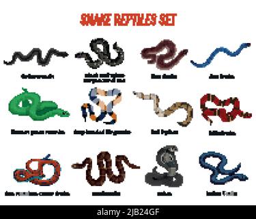 Serpents reptiles ensemble avec le boa de différents types, python royal, cobra, crotale, serpent de mer illustration de vecteur isolé Illustration de Vecteur